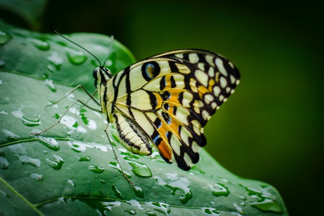 butterfly-leaf-rain-drop-605733.jpg