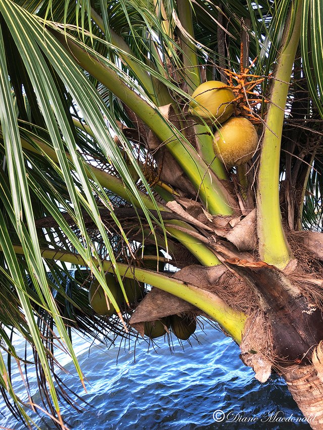 cocnuts by water parea huahine.jpg