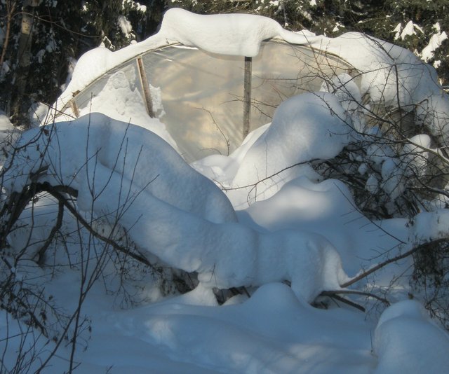 waves of snow created over bent trees in front of greenhouse.JPG