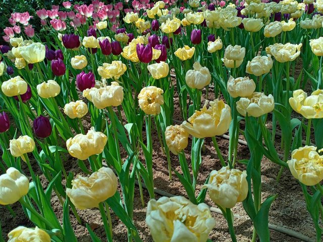 Tulips30.jpg