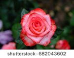 stock-photo-rose-682043602.jpg