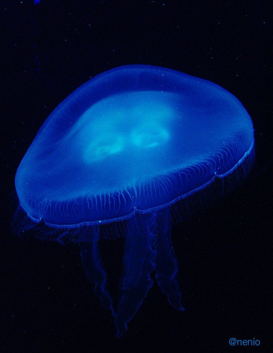 jellyfish-02.jpg
