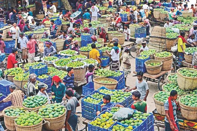 mango_in_rajshahi_1.jpg