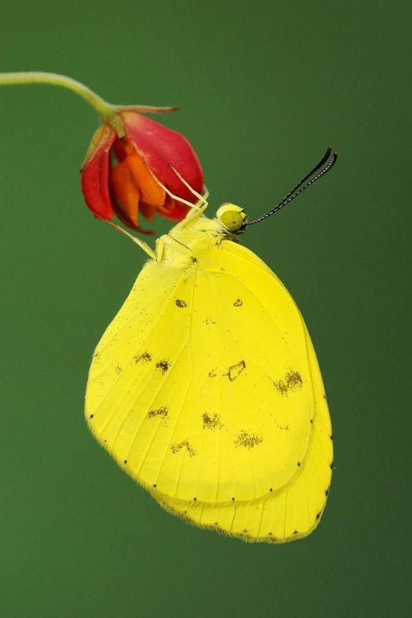 Common Grass Yellow 240810 by inckurei on DeviantArt.jpeg