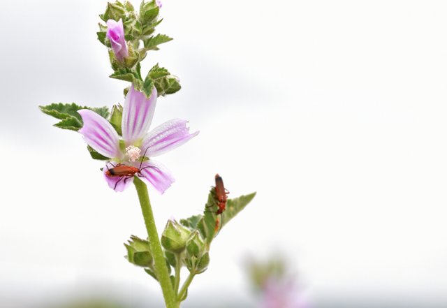 mallow red soldier beetle.jpg