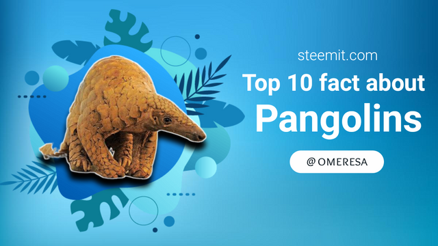 Top 10 fact about Pangolins🦔||Mammals animal..png