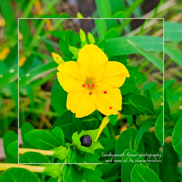 Sandhyamalti flower photography, and some of its characteristics.g.jpg