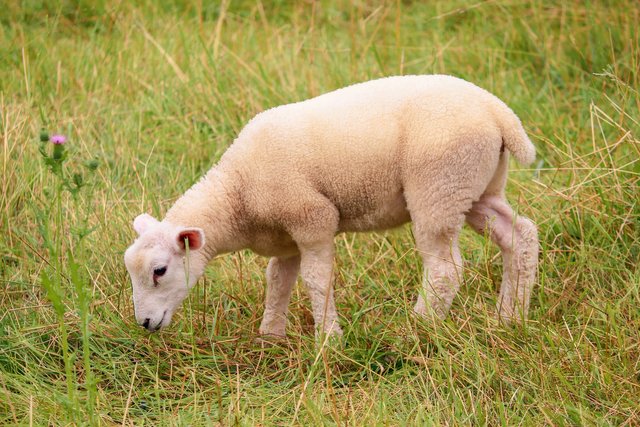 lamb-6497530_1920.jpg