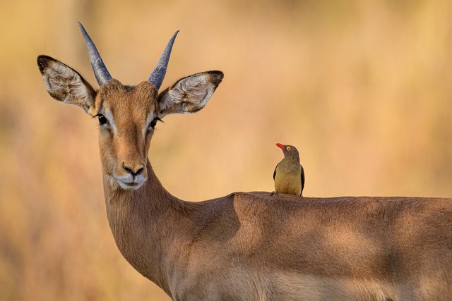 impala-5873636_1280.jpg