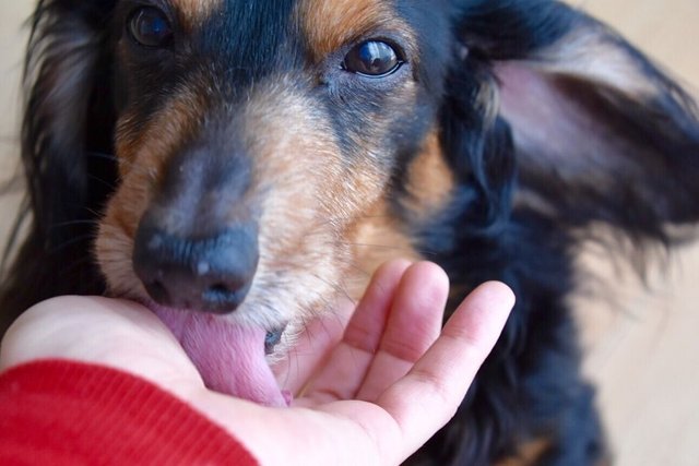 dachshund-licking-cropped-hand-royalty-free-image-1656498876.jpg
