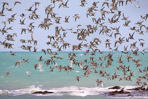 520px-Waders_in_flight_Roebuck_Bay.jpg