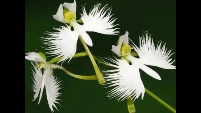 Flor de la garza blanca. — Steemit