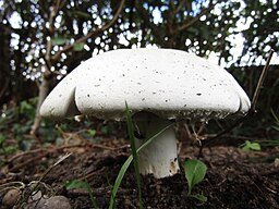 256px-2018-09-09_Field_mushroom,_(Agaricus_macrosporus),_Trimingham_(1).jpg