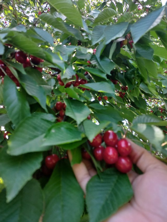 20250701_160509.jpg