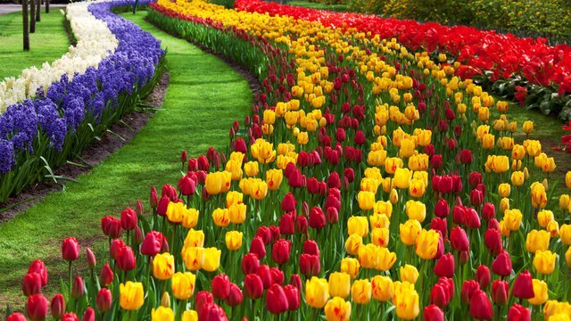 tulip-flower-garden.jpg