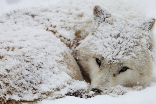 primo-piano-di-un-lupo-sonnolento-della-tundra-dell-alaska-coperto-di-neve-a-hokkaido-in-giappone.jpg