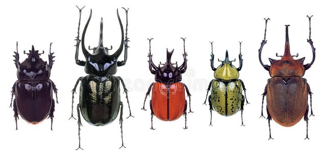 escarabajos-de-colourfull-1646887.jpg