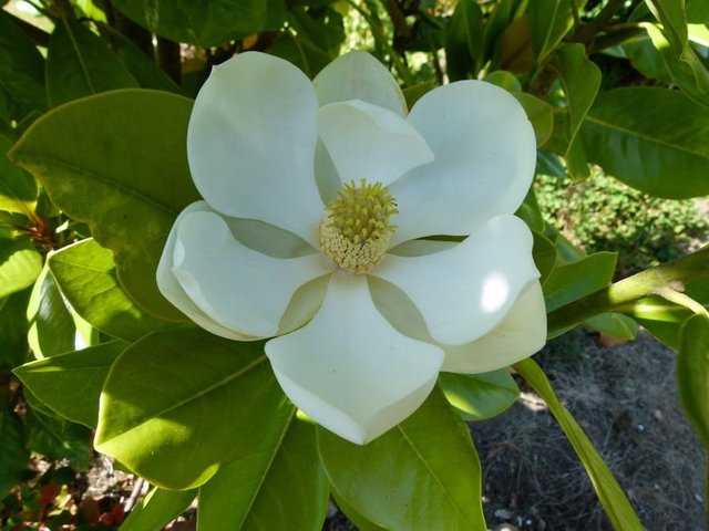 magnolia-grandiflora--francois-treyve--p-image-39008-grande.jpg