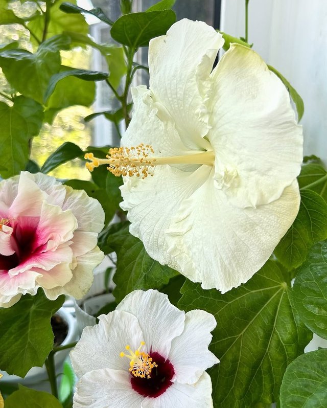 IMG_20250825_205453.jpg