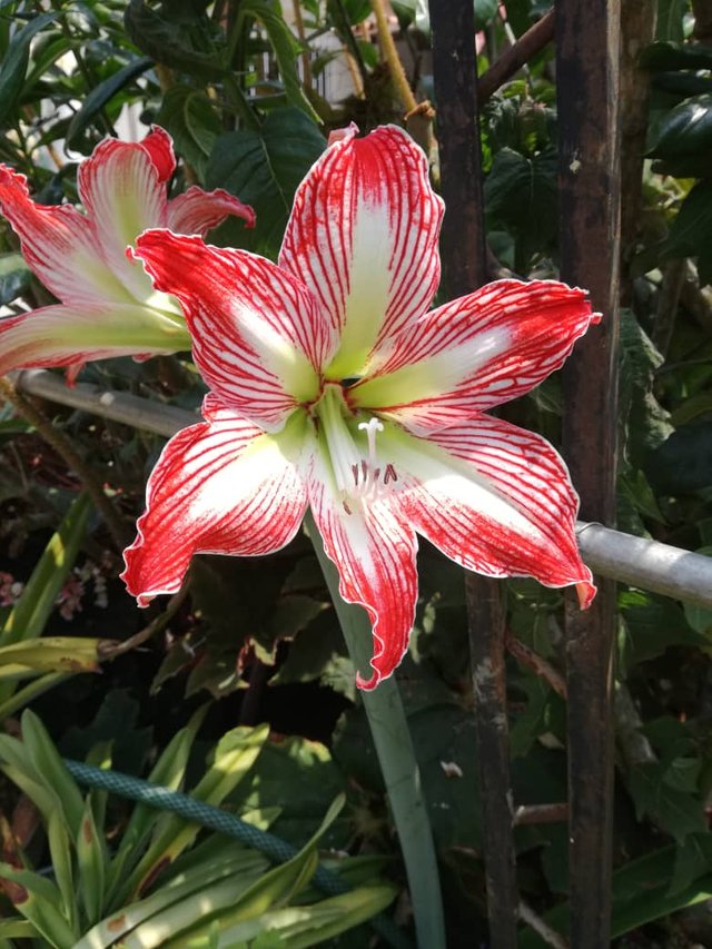Las flores más hermosas y exóticas del jardín: una maravillosa experiencia  sensorial — Steemit