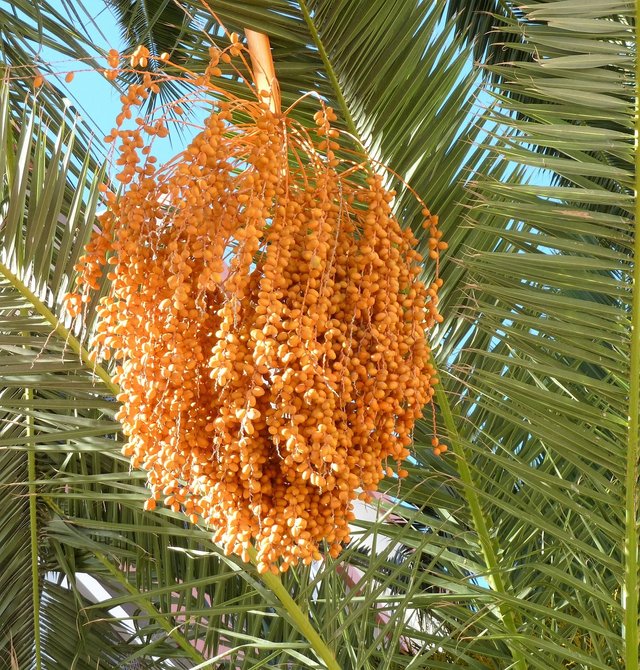 fruits-1789897_1280.jpg