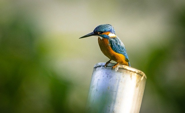 kingfisher-6562537_640.jpg