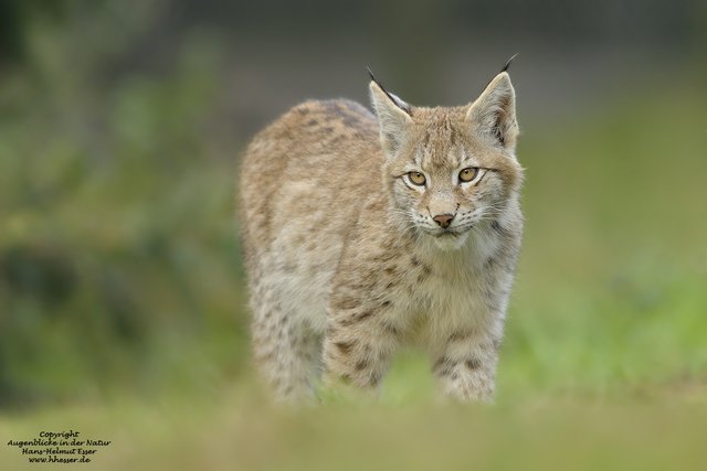 (Lynx lynx)7.jpg