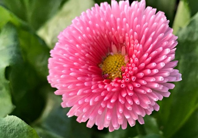 d 12 daisy english bellis.jpg