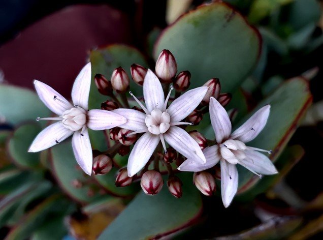 silver dollar jade flowers3.jpg