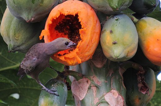 Bird-and-papaya.jpg