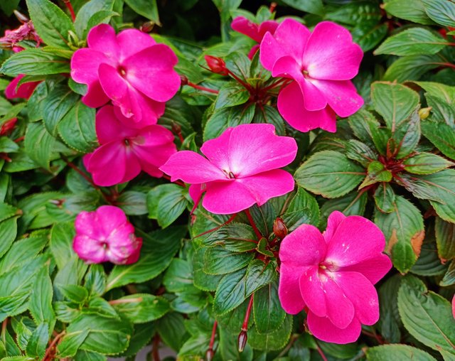 Impatiens.jpg