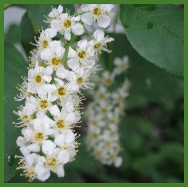 close up of chock cherry blossom.JPG