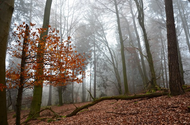 autumn_mist_tree_fog_forest_germany_landscape_deutschland-566764.jpg
