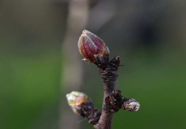 tree spring buds 4.jpg