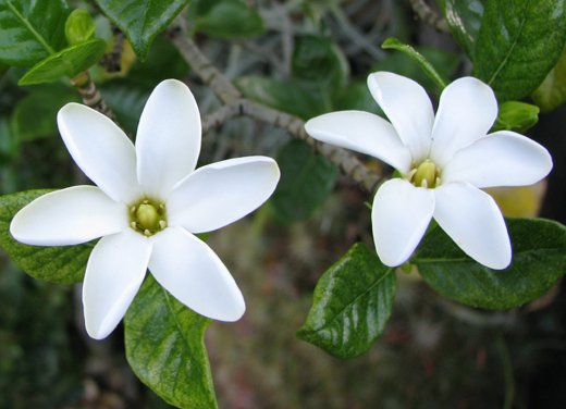 hawaiian-gardenia.jpg