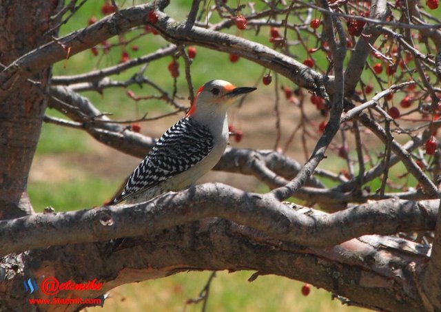Red-Bellied Woodpecker PFW08.jpg