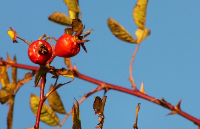 x087-RoseHips.jpg