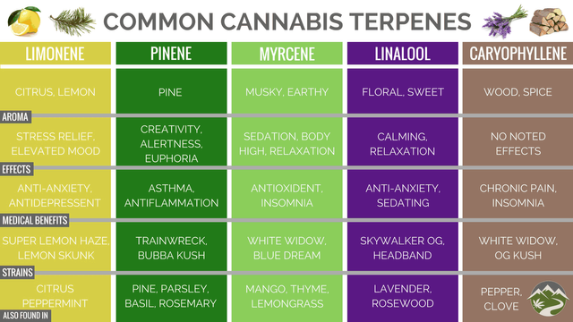 terp-chart.png