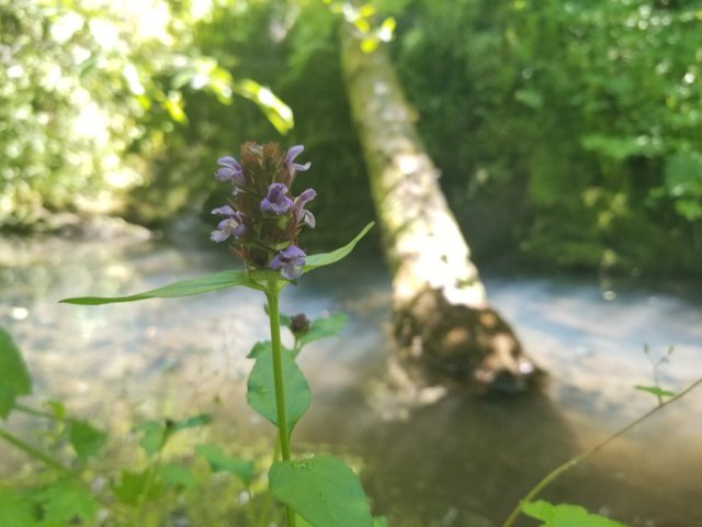 hidden pool flower.jpg