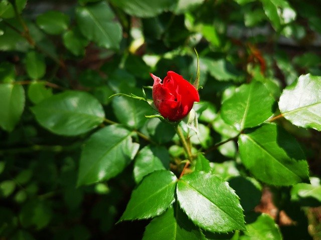 rose-3421569_640.jpg