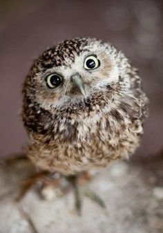 817d323c4840165c11c653c876594976--great-gray-owl-cute-owl.jpg