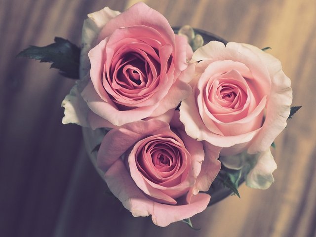 roses-3072698_960_720.jpg