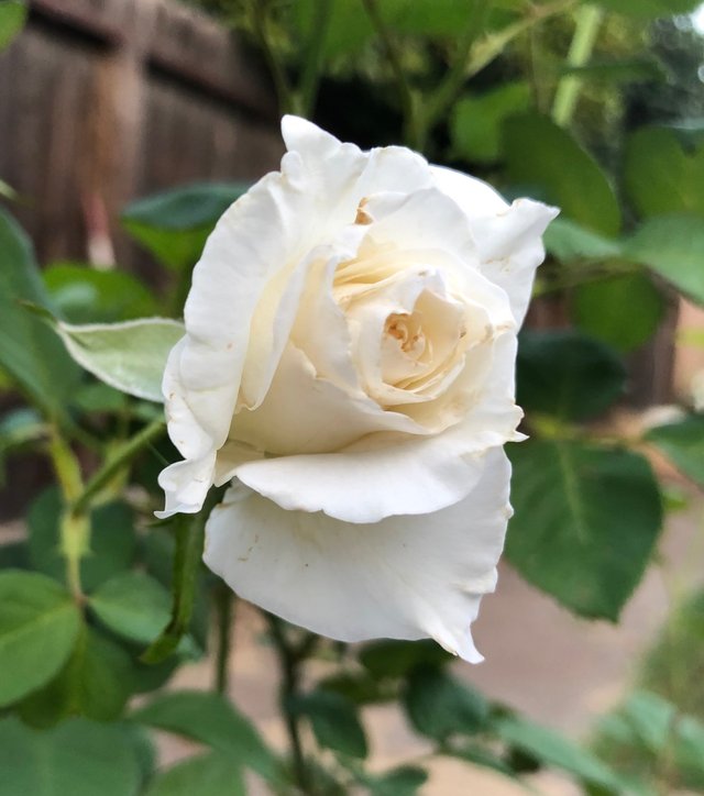 blooming white rose