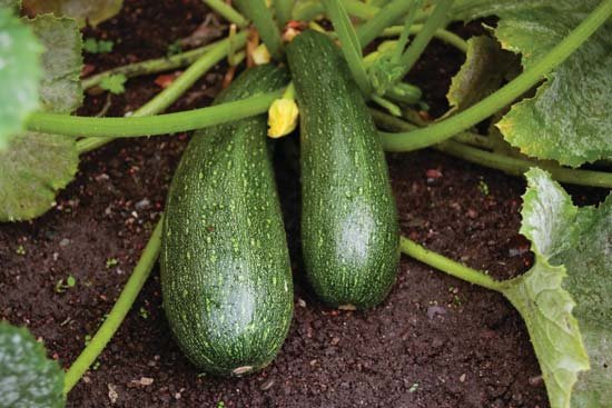 Zucchini-vines.jpg