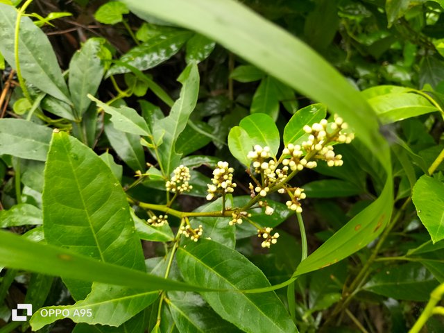 IMG20250530094747.jpg