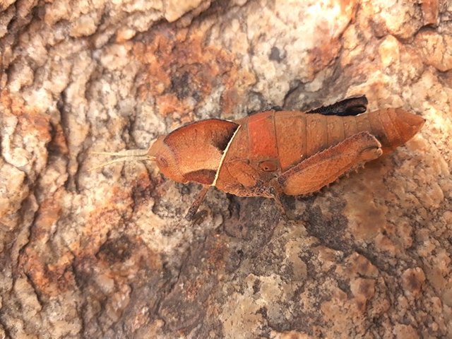 stone grasshopper.jpg