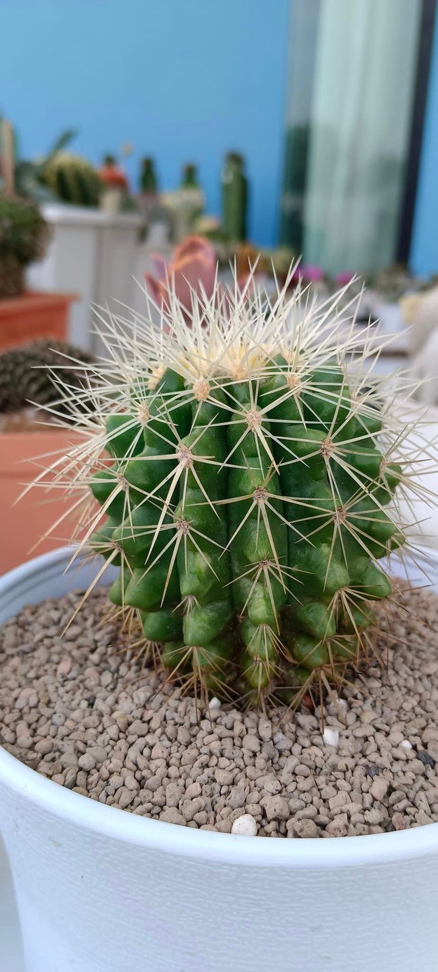 cactus2.jpg