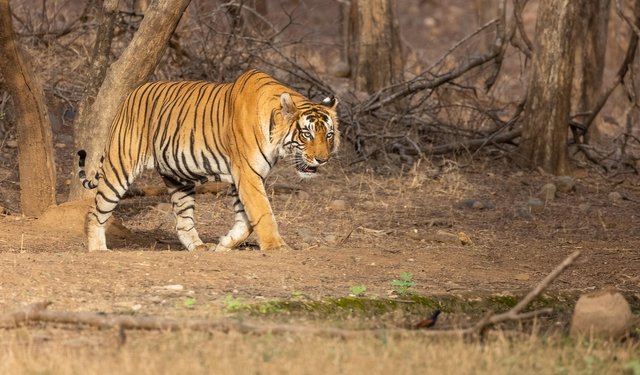 bengal-tiger-7676954_1920.jpg