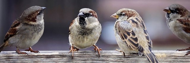 sparrows-2759978_960_720.jpg