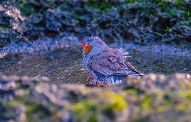 Zebra Finch (1).jpg